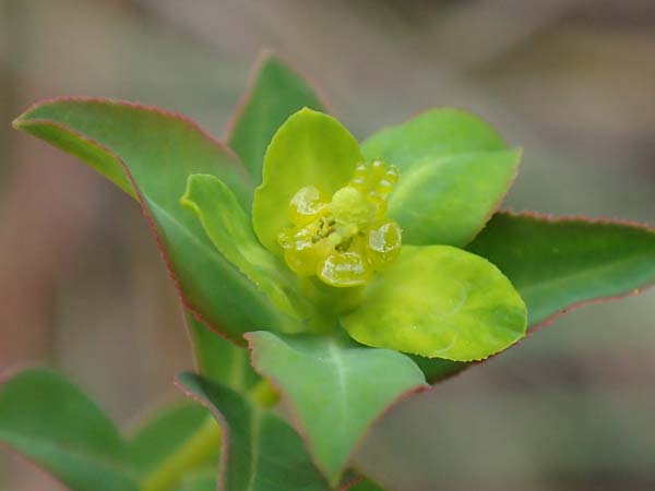 Euphorbia verrucosa \ Warzen-Wolfsmilch / Warty Spurge, D Blaubeuren 27.6.2018