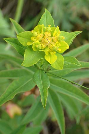 Euphorbia verrucosa / Warty Spurge, D Blaubeuren 27.6.2018