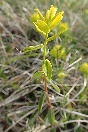 Euphorbia verrucosa \ Warzen-Wolfsmilch / Warty Spurge, D Eching 2.5.2019