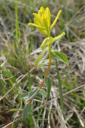 Euphorbia verrucosa \ Warzen-Wolfsmilch, D Eching 2.5.2019