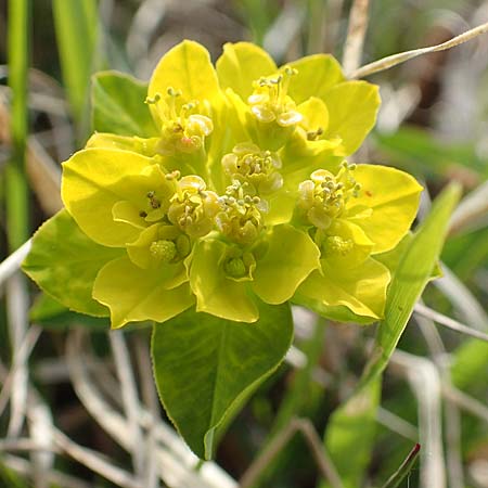 Euphorbia verrucosa \ Warzen-Wolfsmilch / Warty Spurge, D Eching 2.5.2019