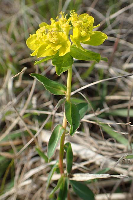 Euphorbia verrucosa / Warty Spurge, D Eching 2.5.2019