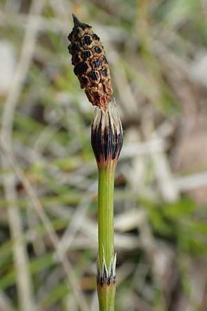 Equisetum x trachyodon \ Rauzhniger Schachtelhalm / Mackay's Horsetail, D Hagen 11.6.2020