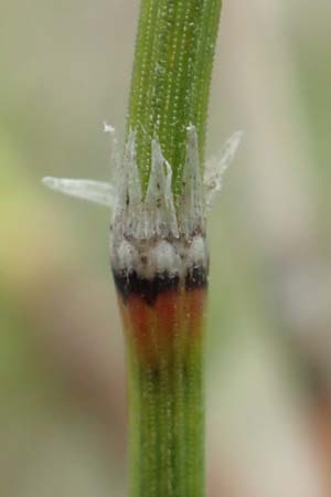 Equisetum variegatum \ Bunter Schachtelhalm / Variegated Horsetail, D Hagen 11.6.2020