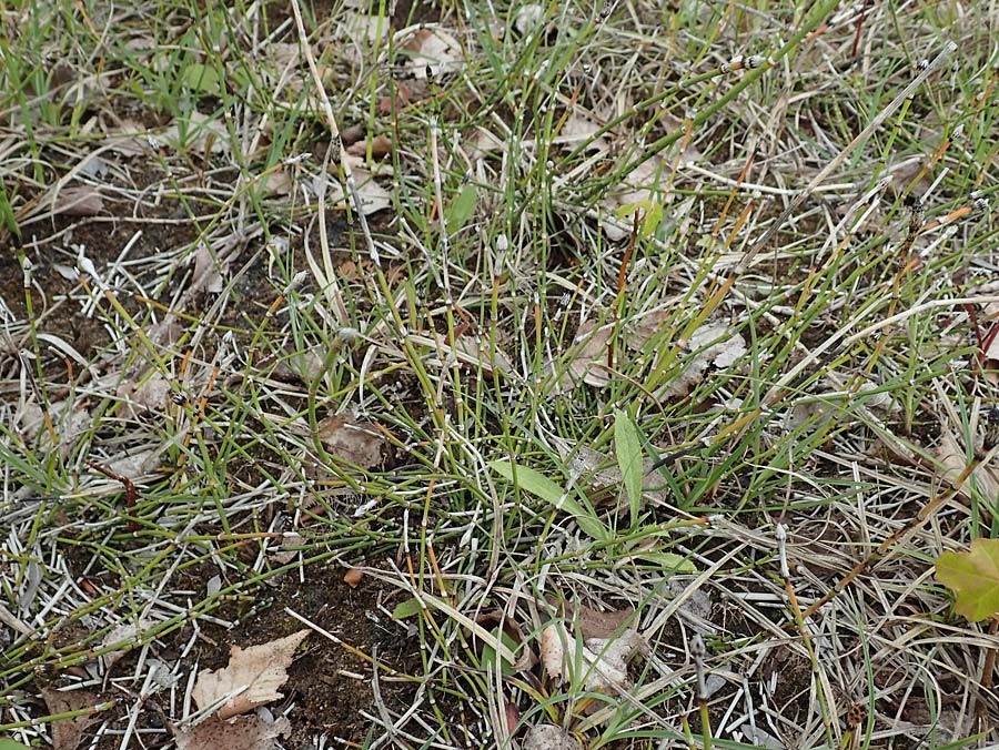 Equisetum variegatum \ Bunter Schachtelhalm, D Hagen 11.6.2020