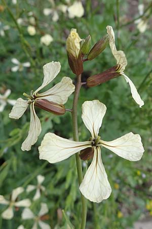 Eruca vesicaria \ Senf-Rauke, D Mannheim 22.5.2021