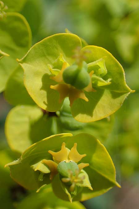 Euphorbia virgata \ Ruten-Wolfsmilch, Rutenfrmige Wolfsmilch, D Sachsen-Anhalt, Könnern 17.6.2023