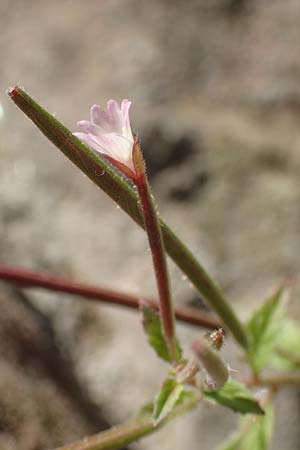 Epilobium roseum / Pale Willowherb, D Heidelberg 18.7.2016