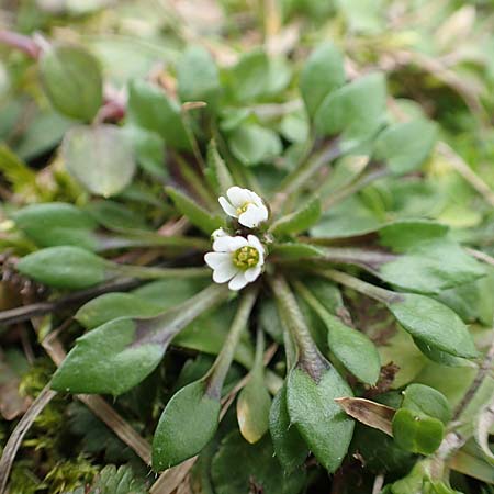 Draba strigosula \ Feingestreiftes Hungerblmchen / Fine-Striated Whitlowgrass, D Frankfurt-Niederrad 2.3.2019