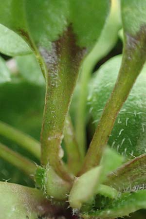 Draba strigosula \ Feingestreiftes Hungerblmchen, D Frankfurt-Niederrad 2.3.2019