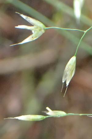 Deschampsia flexuosa \ Draht-Schmiele / Wavy Hair Grass, D Lützelbach 25.6.2016