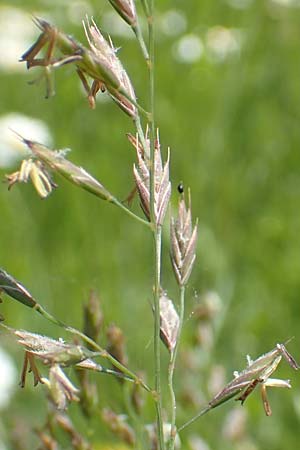 Festuca ovina agg. \ Schaf-Schwingel, D Ketsch 21.5.2020