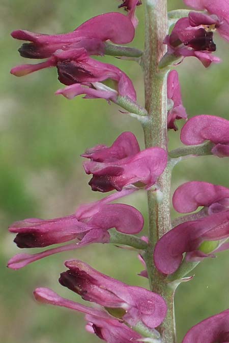 Fumaria officinalis \ Echter Erdrauch / Common Fumitory, D Apfelberg 3.5.2021