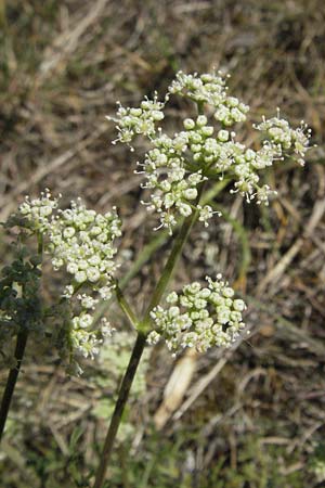 Falcaria vulgaris \ Sicheldolde, D Karlstadt 30.4.2007