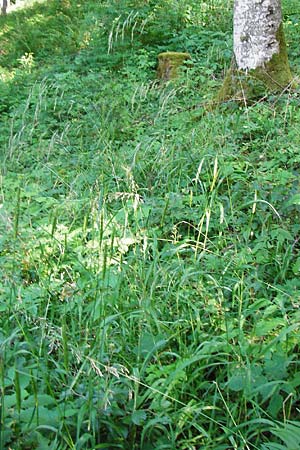 Festuca altissima, Wood Fescue