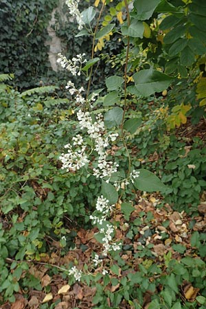 Fallopia baldschuanica \ Asiatischer Schlingknterich, Schling-Flgelknterich / Russian Vine, D Mannheim 12.11.2015