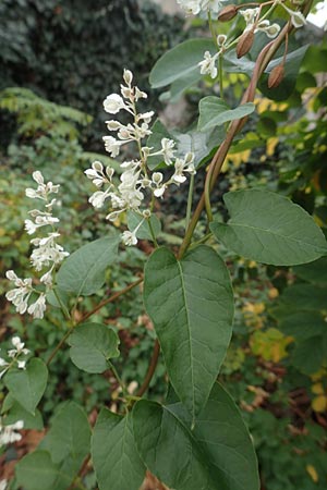 Fallopia baldschuanica / Russian Vine, D Mannheim 12.11.2015