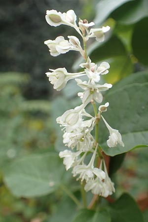 Fallopia baldschuanica \ Asiatischer Schlingknterich, Schling-Flgelknterich / Russian Vine, D Mannheim 12.11.2015