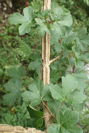 Acer campestre \ Feld-Ahorn / Field Maple, D Fridingen 26.6.2018