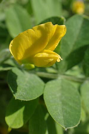 Caragana arborescens \ Gemeiner Erbsenstrauch / Siberian Pea-Tree, D Mannheim 28.3.2022