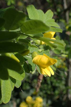 Caragana arborescens / Siberian Pea-Tree, D Mannheim 28.3.2022