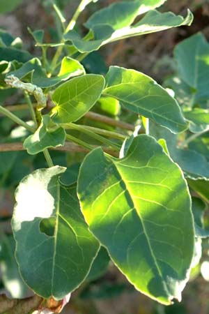 Fallopia baldschuanica / Russian Vine, D Viernheim 29.9.2016