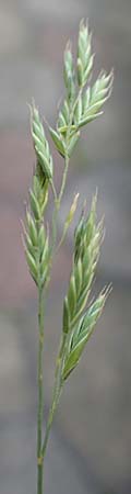 Festuca brevipila \ Raublttriger Schaf-Schwingel, D Erlenbach am Main 21.5.2017