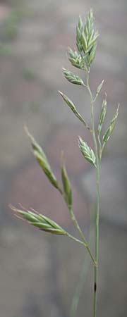 Festuca brevipila \ Raublttriger Schaf-Schwingel, D Erlenbach am Main 21.5.2017