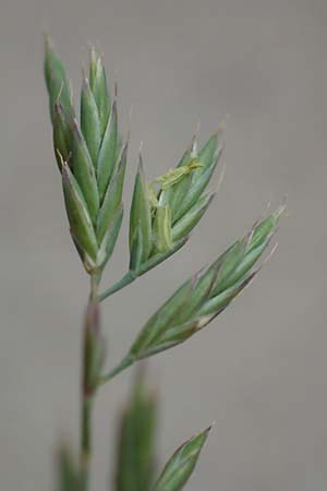 Festuca brevipila \ Raublttriger Schaf-Schwingel / Hard Fescue, D Erlenbach am Main 21.5.2017