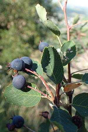 Amelanchier ovalis \ Gewhnliche Felsenbirne / European Service Berry, D Rotenfels 29.6.2018