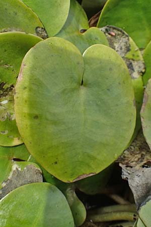 Hydrocharis morsus-ranae / Frogbit, D Kaiserslautern 19.8.2020