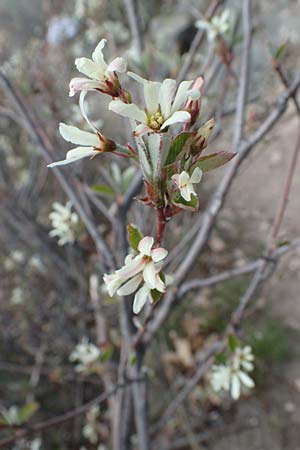 Amelanchier ovalis \ Gewhnliche Felsenbirne / European Service Berry, D Bad Kreuznach 20.4.2021