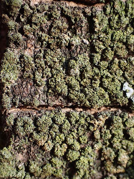 Candelariella reflexa \ Grne Krnchenflechte / Eggyolk Lichen, D Düsseldorf 11.3.2022