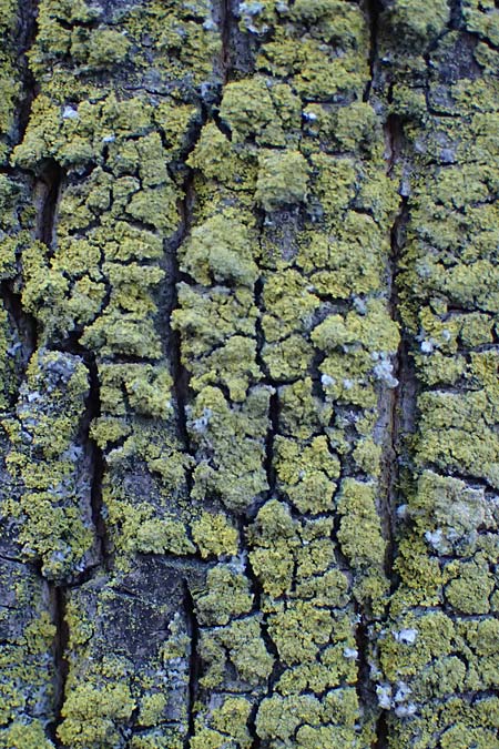 Candelariella reflexa \ Grne Krnchenflechte / Eggyolk Lichen, D Düsseldorf 11.3.2022