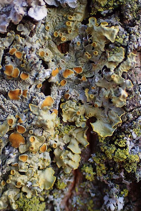 Xanthoria parietina ? \ Gewhnliche Gelb-Flechte / Yellow Lichen, D Düsseldorf 11.3.2022