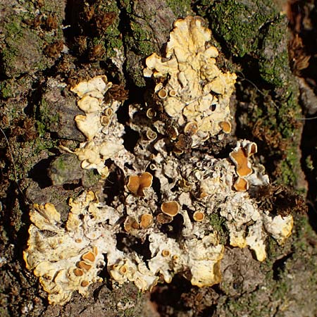 Xanthoria parietina ? \ Gewhnliche Gelb-Flechte / Yellow Lichen, D Düsseldorf 11.3.2022