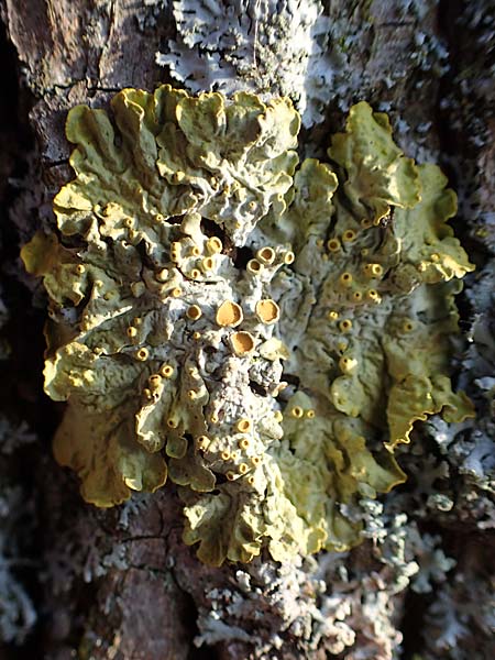 Xanthoria parietina ? \ Gewhnliche Gelb-Flechte, D Düsseldorf 11.3.2022