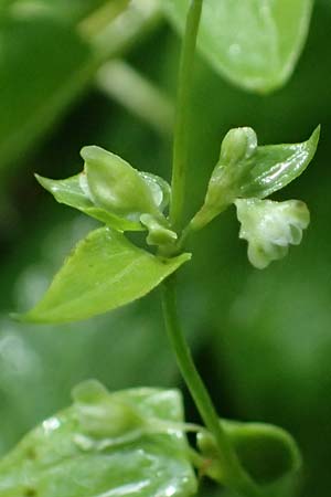 Fallopia dumetorum \ Hecken-Windenknterich, D Rheda-Wiedenbrück 2.8.2023