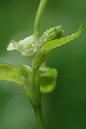 Fallopia dumetorum \ Hecken-Windenknterich, D Rheda-Wiedenbrück 2.8.2023