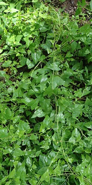 Fallopia dumetorum \ Hecken-Windenknterich / Copse Bindweed, D Rheda-Wiedenbrück 2.8.2023