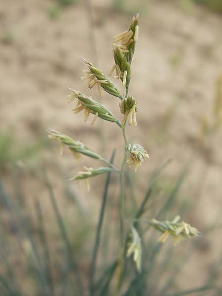 Festuca albensis ? \ Elbe-Schwingel / Elbe Fescue, D Mainz 31.5.2012