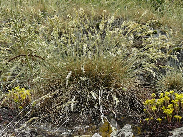 Koeleria macrantha \ Zierliches Schillergras, Steppen-Kammschmiele / Prairie June Grass, D Bad Münster am Stein - Niederhausen 6.6.2015