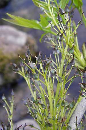 Fraxinus excelsior \ Gewhnliche Esche, D Zwingenberg am Neckar 21.4.2015