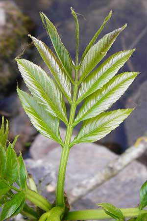 Fraxinus excelsior \ Gewhnliche Esche, D Zwingenberg am Neckar 21.4.2015