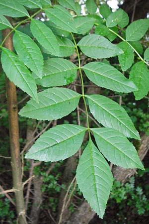 Fraxinus excelsior \ Gewhnliche Esche / Ash, D Groß-Gerau 22.5.2015