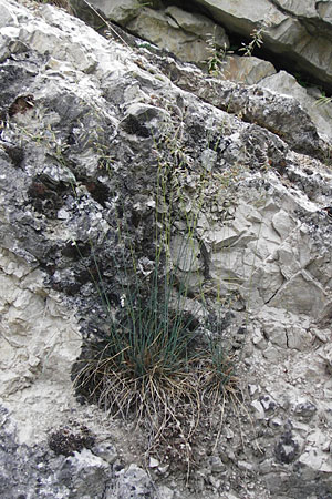 Festuca pallens \ Bleicher Schwingel, Bleich-Schwingel, D Möttingen-Lierheim 2.6.2015