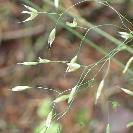 Deschampsia flexuosa \ Draht-Schmiele / Wavy Hair Grass, D Lützelbach 25.6.2016