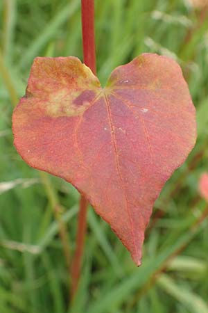 Fagopyrum esculentum \ Echter Buchweizen / Buckwheat, D Kleinwallstadt am Main 16.7.2016