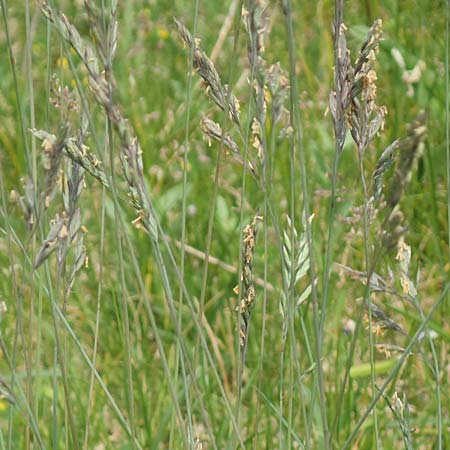 Festuca brevipila \ Raublttriger Schaf-Schwingel / Hard Fescue, D Lorsch 25.5.2017