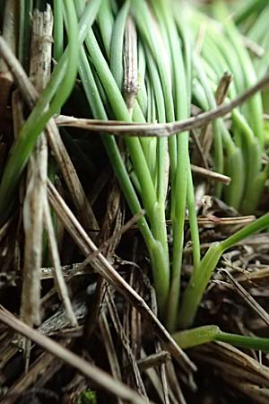 Festuca ovina agg. \ Schaf-Schwingel / Sheep Fescue, D Mannheim 20.9.2017